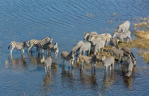 En flok zebraer, der vader i det blå vand i Okavango-deltaet, set fra oven