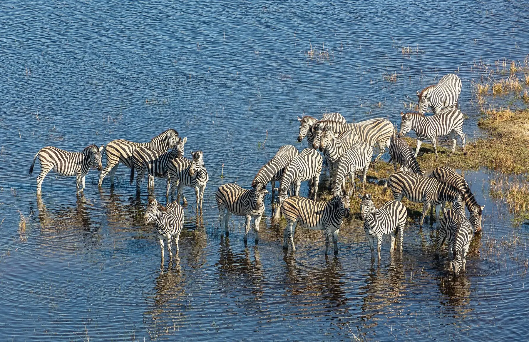 En flok zebraer, der vader i det blå vand i Okavango-deltaet, set fra oven
