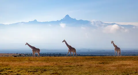 Tre giraffer går over den gyldne savanne med Mount Kenya over skyerne i baggrunden