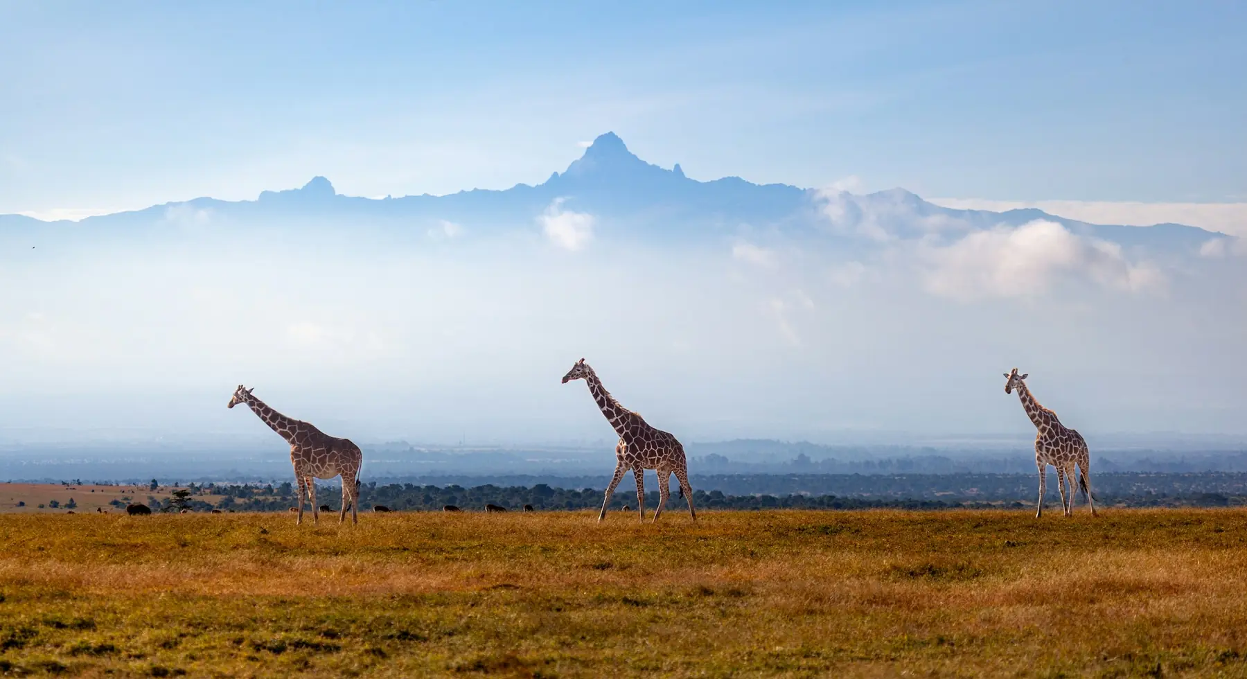 Tre giraffer går over den gyldne savanne med Mount Kenya over skyerne i baggrunden