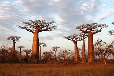 Høje baobabtræer i gyldent aftenlys langs Baobab-alléen ved Morondava