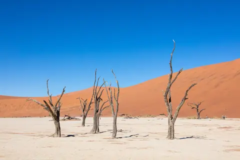 Døde akacietræer på den hvide lerslette i Deadvlei foran orangerøde klitter under dybblå himmel