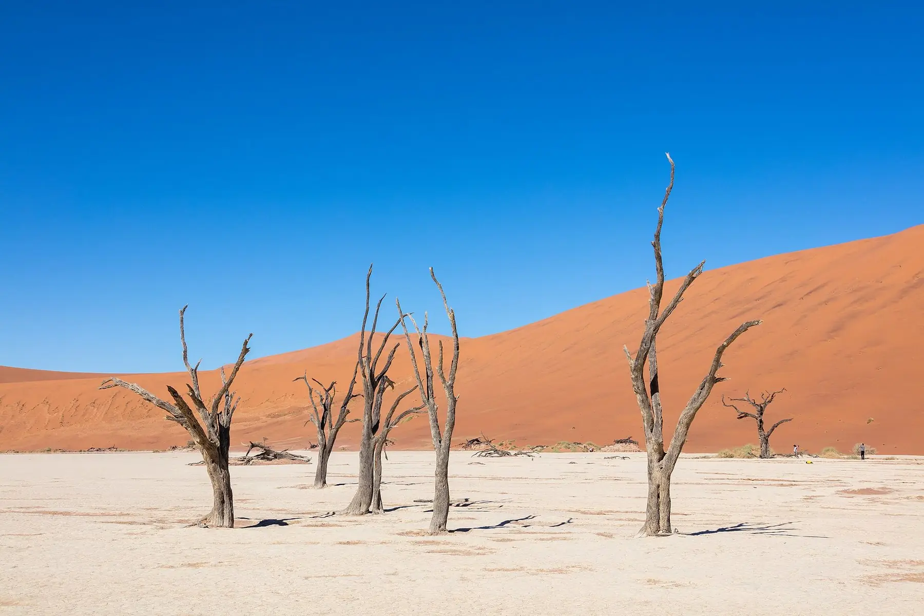 Døde akacietræer på den hvide lerslette i Deadvlei foran orangerøde klitter under dybblå himmel