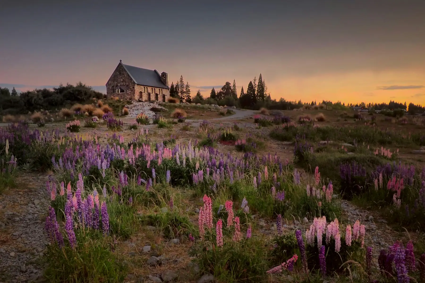 Den lille stenkirke ved Lake Tekapo i New Zealand mellem lilla og lyserøde lupiner i skumringen