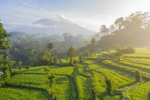 Grønne rismarker i terrasser under en vulkan i morgendis på Bali