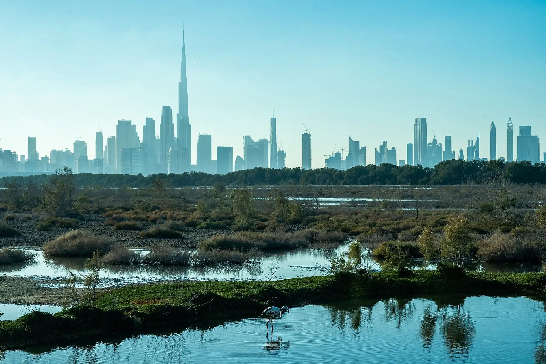 Dubais skyline med Burj Khalifa bag vådområdet Ras Al Khor med en flamingo i forgrunden