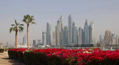 Skyskraberne i Dubai Marina bag palmer og en hæk af røde bougainvillea