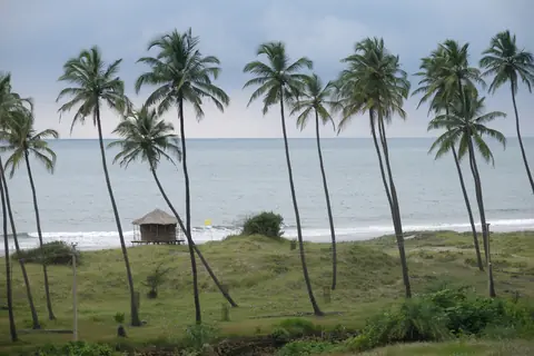 Høje kokospalmer, en stråtækt hytte og bølger ved Mandrem Beach i Goa