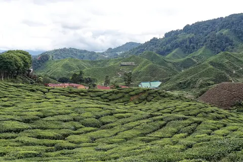 Bølgende grønne teplantager mellem skovklædte bakker i Cameron Highlands
