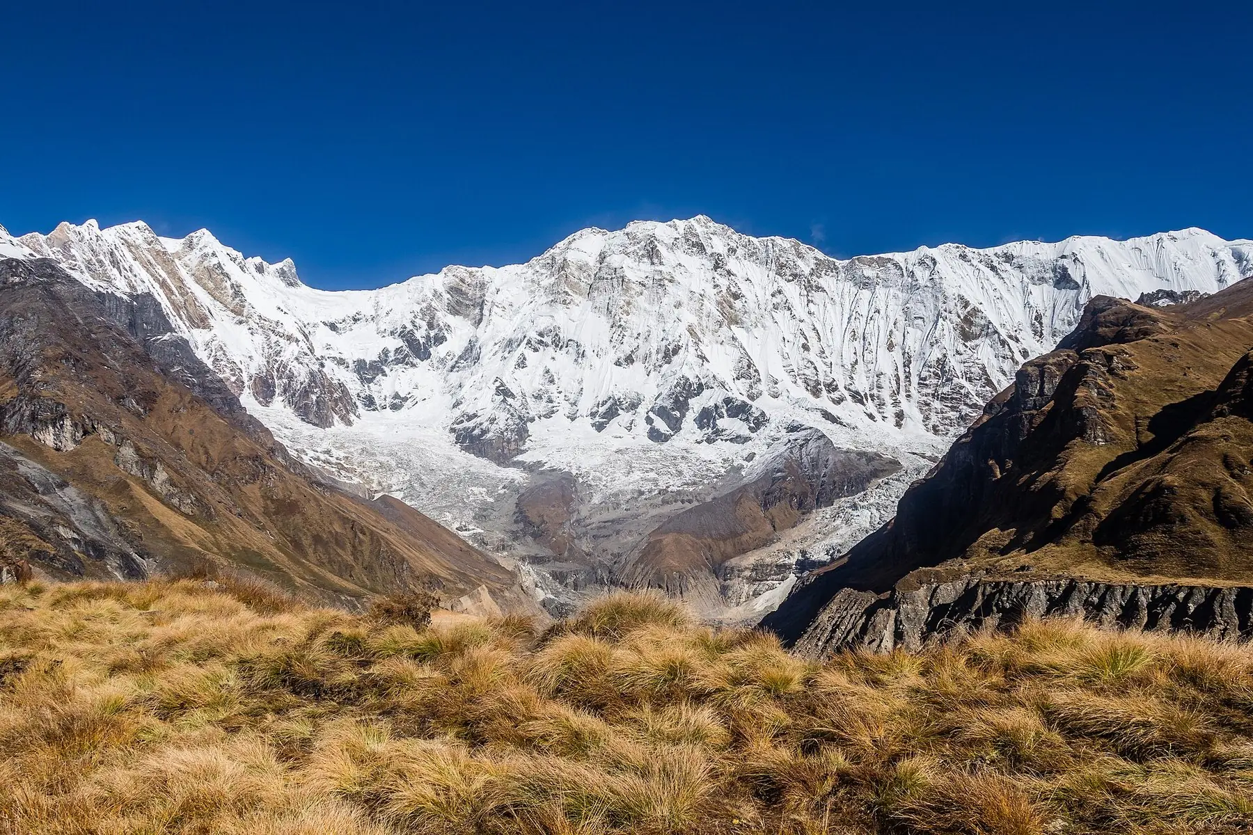 Annapurna-massivets snedækkede bjergvæg over gyldent græs, set fra Annapurna-basislejren