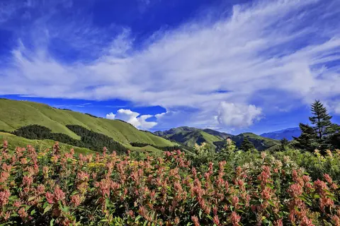 Lyserøde blomstrende buske foran grønne bjergenge og fjerskyer på blå himmel i Taroko nationalpark