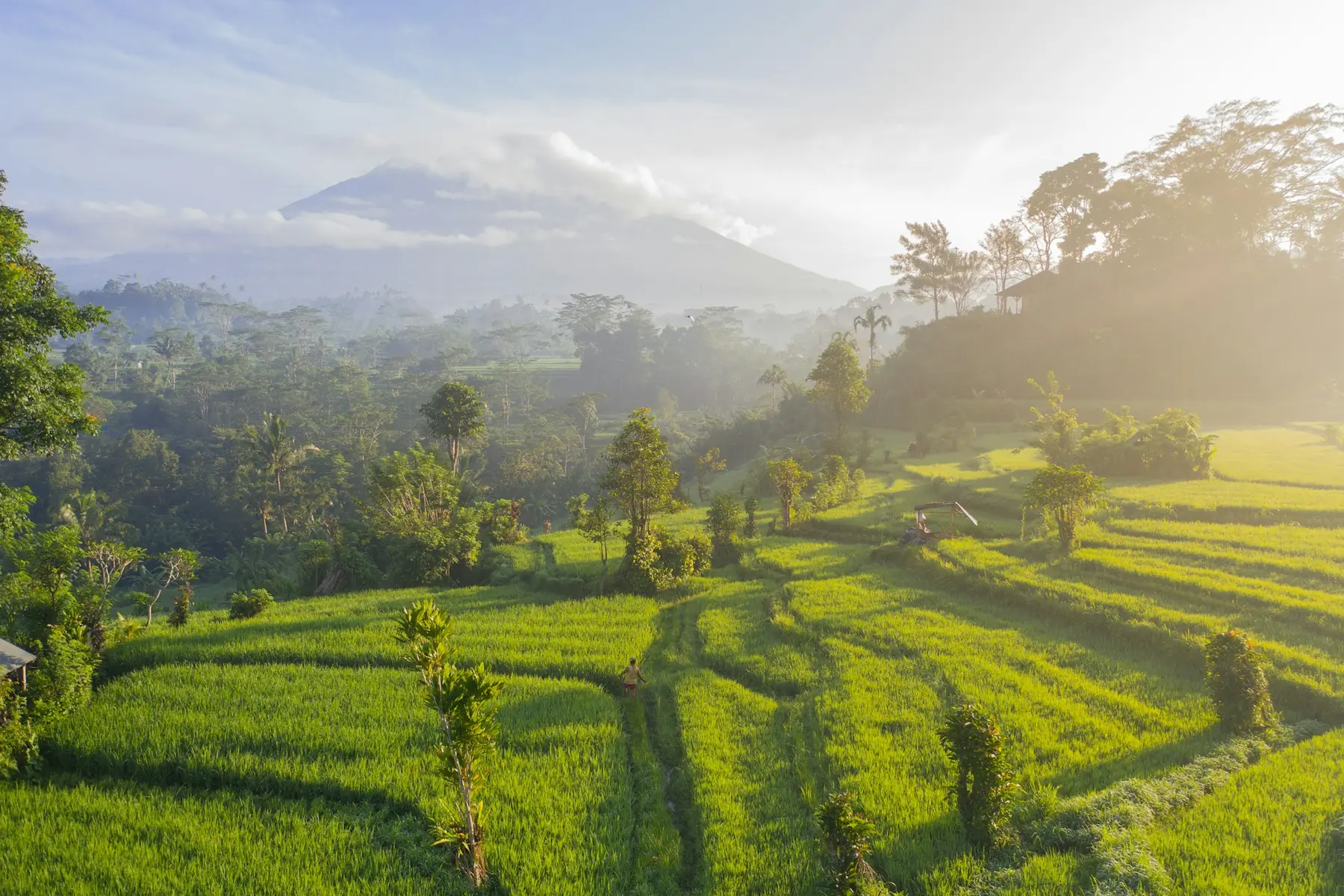 Grønne rismarker i terrasser under en vulkan i morgendis på Bali