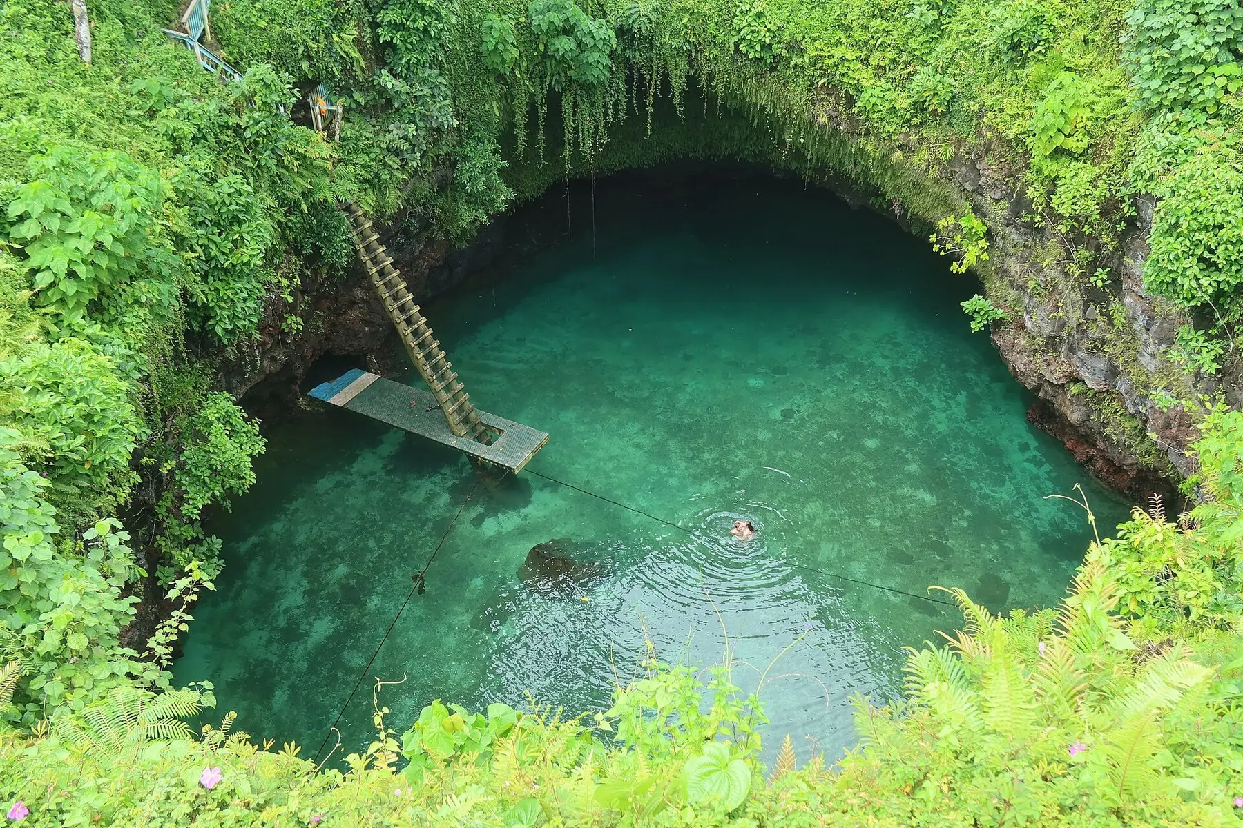Det turkise naturbassin To Sua Ocean Trench omgivet af frodigt grønt med en lang træstige ned til vandet
