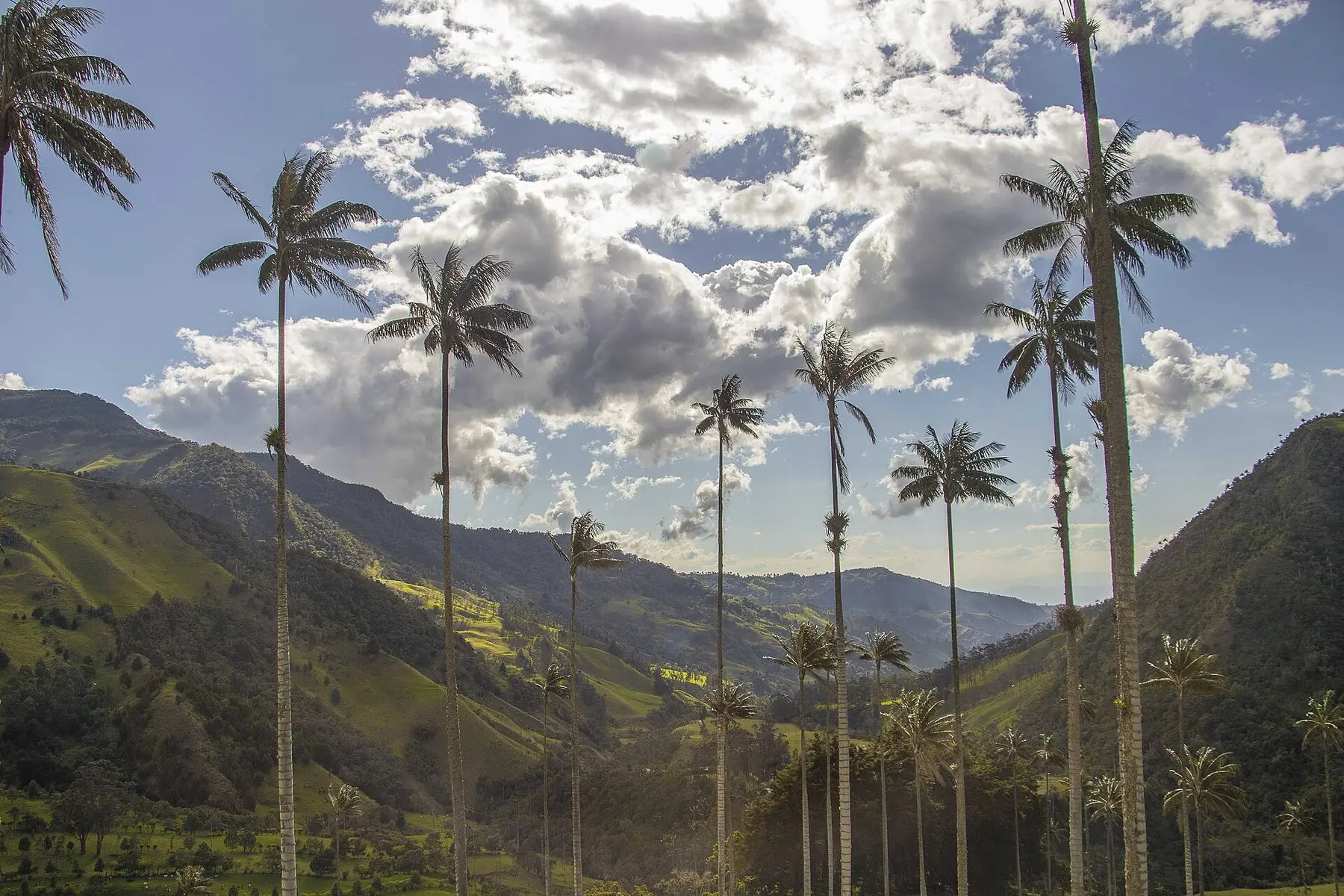 Høje vokspalmer i den grønne Cocora-dal under blå himmel med skyer